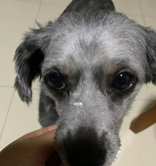 狗狗误食黑豆后会有哪些反应？如何处理？