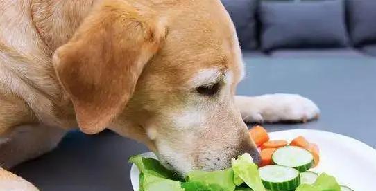 狗狗误食变质食物后怎么办？紧急处理方法是什么？