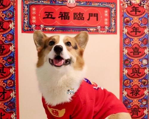 狗狗吃了西红柿拉红色便便怎么办？