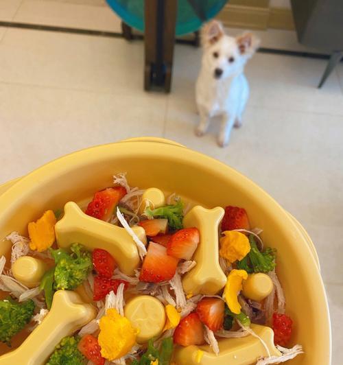 狗狗吃米饭应该用什么来拌？拌料选择有哪些讲究？