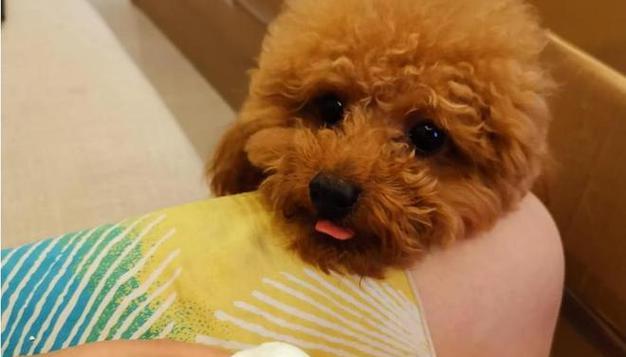 狗狗吃生鸡蛋真的能降火吗？有效吗？