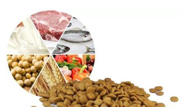 狗狗吃什么可以增强抵抗力？哪些食物对狗狗健康有益？