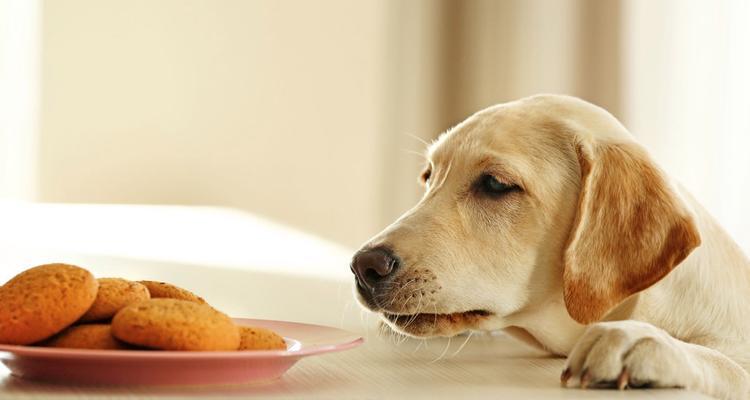 狗狗吃什么可以增强抵抗力？哪些食物对狗狗健康有益？
