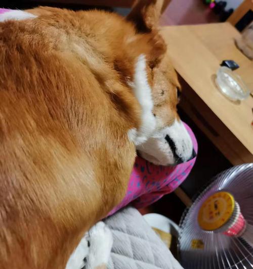 狗狗吃烫的一块肉吐了是怎么回事？应该怎么办？