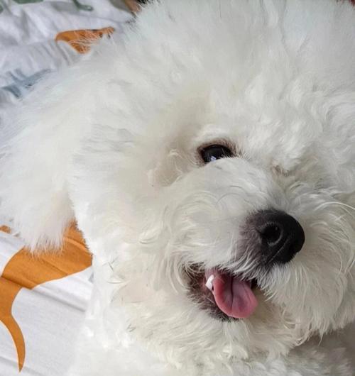 狗狗吃土莓素能治疗肺炎吗？有效果吗？