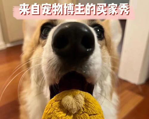 狗狗吃自己的毛怎么办？如何预防和处理？