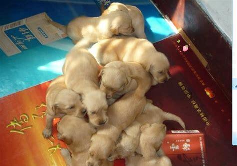 狗狗出生后如何办理出生纸？需要哪些材料和步骤？