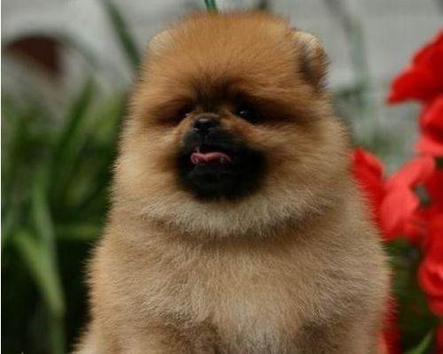 狗狗纯种如何正确植入芯片？打入芯片后需要注意什么？