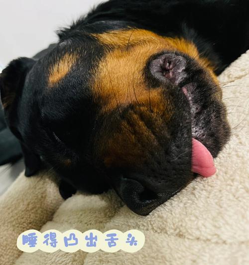 狗狗喉咙低吼是什么意思？如何正确应对狗狗的低吼行为？