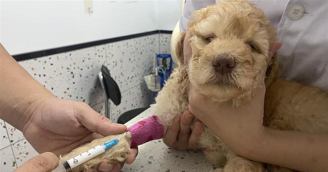 狗狗接种疫苗后出现硬块怎么办？