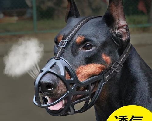 狗狗打三针的最佳时间是什么时候？常见问题解答