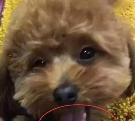 狗狗打完疫苗晚上呕吐怎么办？常见原因与处理方法是什么？