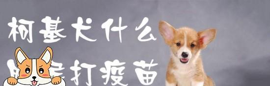 狗狗打疫苗什么叫六联？六联疫苗包含哪些成分？