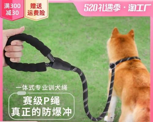 狗狗带上脖套就不动了怎么办？如何训练狗狗适应脖套？