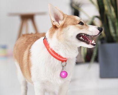 狗狗带上脖套就不动了怎么办？如何训练狗狗适应脖套？