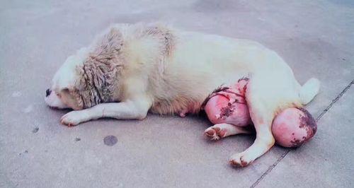 狗狗蛋蛋发炎的原因是什么？如何预防和治疗？