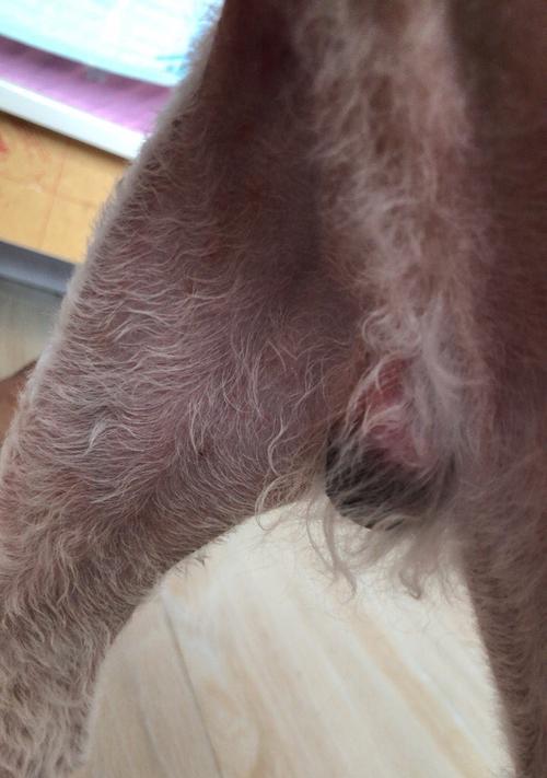 狗狗蛋蛋发炎的原因是什么？如何预防和治疗？