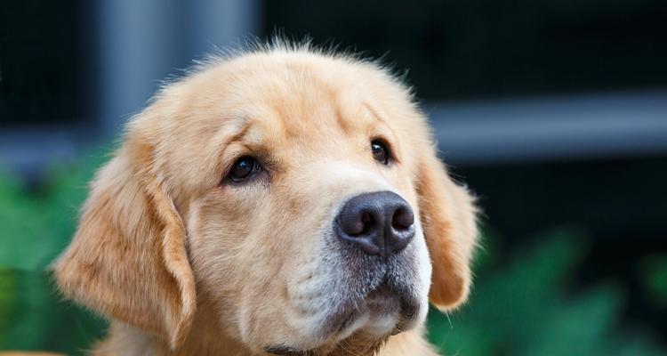 狗狗得了chd怎么办？如何进行有效的治疗和护理？