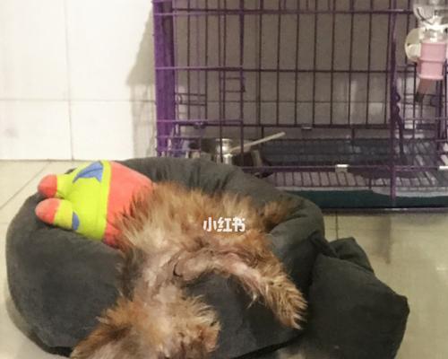 狗狗得了犬温怎么排毒？有效排毒方法有哪些？