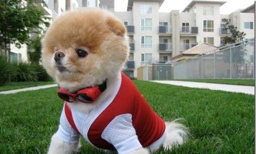 狗狗得了犬温怎么排毒？有效排毒方法有哪些？
