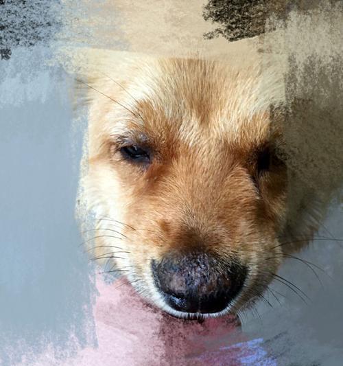 狗狗得了犬温怎么排毒？有效排毒方法有哪些？