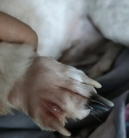 狗狗得了指间炎怎么办？如何进行家庭护理和治疗？