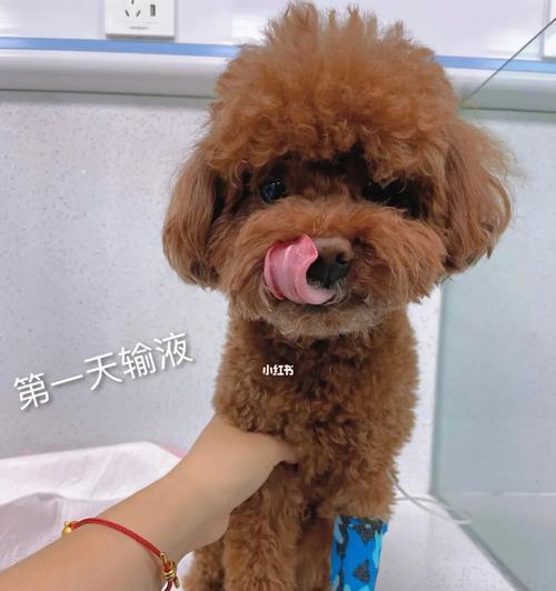 狗狗得淋巴瘤吃什么好？推荐的饮食和营养建议是什么？