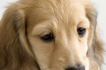 狗狗得了犬瘟热能治愈吗？治疗方法和预后如何？