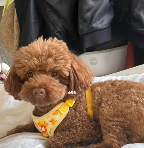 狗狗的脚为什么会有臭味？如何解决这个问题？