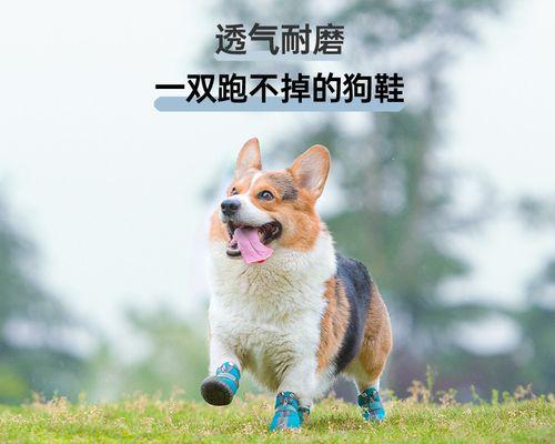 狗狗的脚磨破了怎么办？如何快速处理和预防？