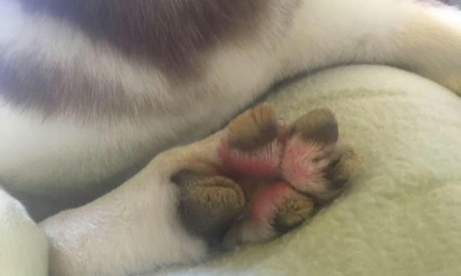 狗狗脚掌红肿怎么办？可能的原因和处理方法是什么？