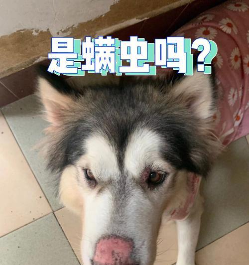 狗狗口水中的细菌种类有哪些？如何保持宠物口腔卫生？
