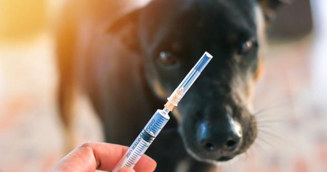 狗狗的狂犬病能看好吗？如何预防和治疗狂犬病？