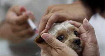 狗狗的狂犬病能看好吗？如何预防和治疗狂犬病？