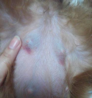 狗狗的奶头发炎怎么办？如何进行家庭护理和治疗？