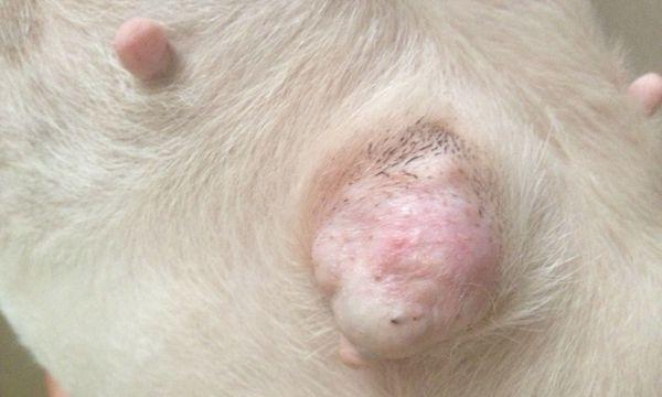 狗狗的奶头发炎怎么办？如何进行家庭护理和治疗？