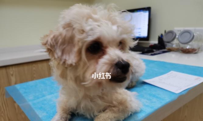 狗狗的脐疝是什么样的？如何识别和处理？