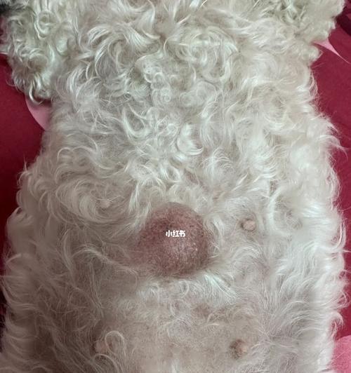 狗狗的脐疝是什么样的？如何识别和处理？