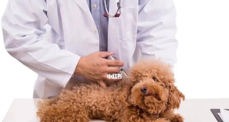狗狗的下面是什么样子的？如何正确识别狗狗的性别特征？