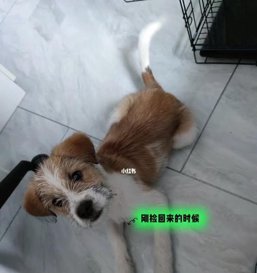 狗狗的下面是什么样子的？如何正确识别狗狗的性别特征？