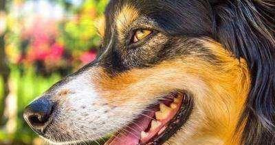 狗狗牙周炎怎么治疗？有效家庭护理方法有哪些？