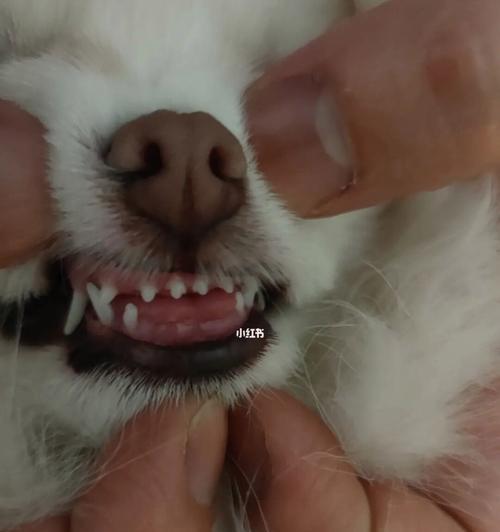狗狗掉牙后多久能长出新牙？常见问题解答