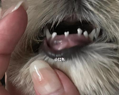 狗狗掉牙后多久能长出新牙？常见问题解答