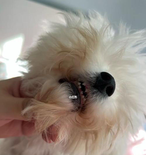 狗狗掉牙会影响心情么？如何安抚换牙期的宠物？