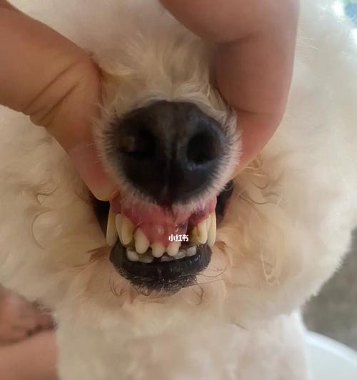 狗狗掉牙会影响心情么？如何安抚换牙期的宠物？