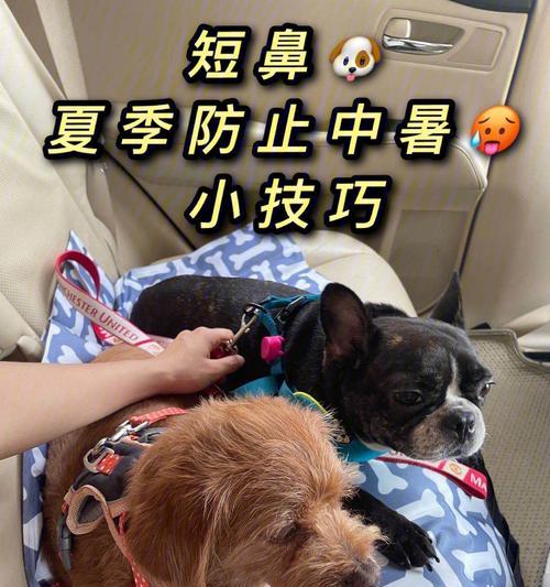 狗狗冬天中暑了怎么办？应该吃什么药来缓解？