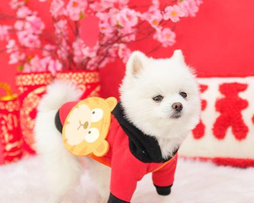 狗狗都需要补什么手续？如何办理宠物登记和疫苗接种？