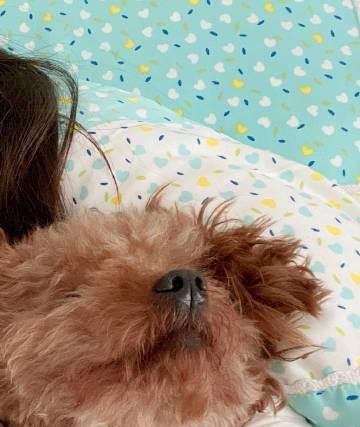 狗狗肚子脐疝用什么药？如何安全有效治疗？