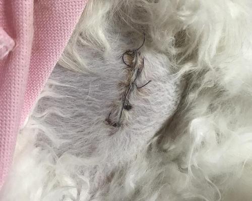 狗狗肚子脐疝用什么药？如何安全有效治疗？