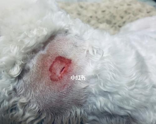狗狗肚子上长个硬疙瘩是怎么回事？如何处理？